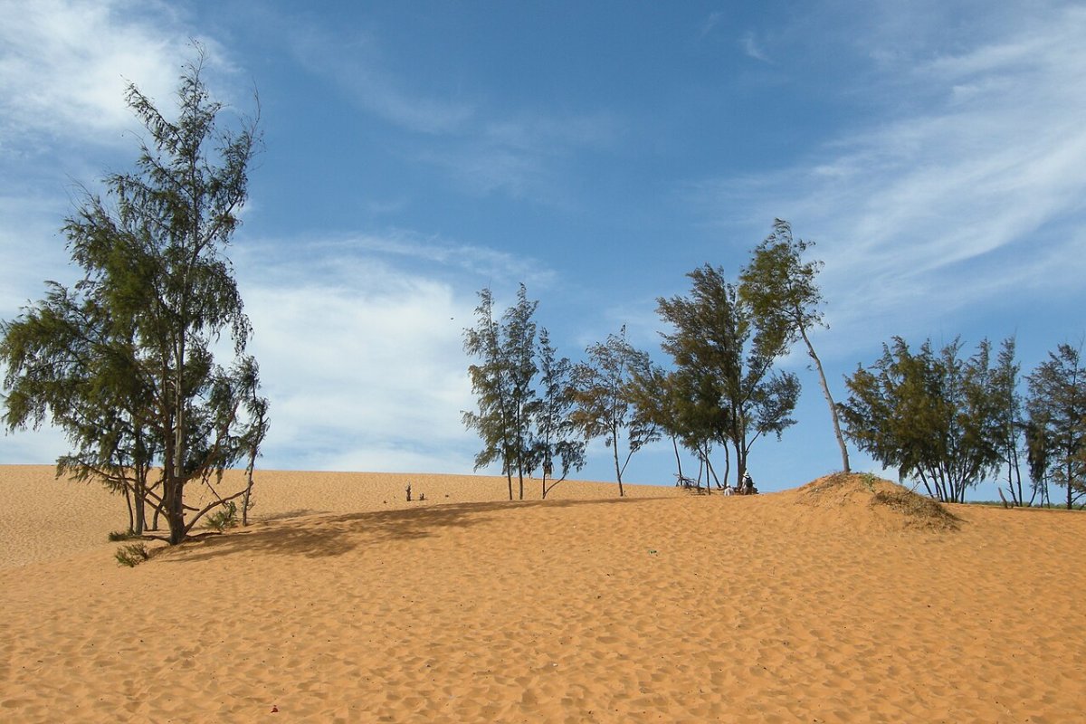 Halal Restaurants in Mui Ne 2026: Every Halal Option Checked, with Mosque and Seafood Tips Casuarina trees growing on the sand dunes of Mui Ne